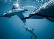 冬幕节即将结束，抓紧领取最后的节日礼物